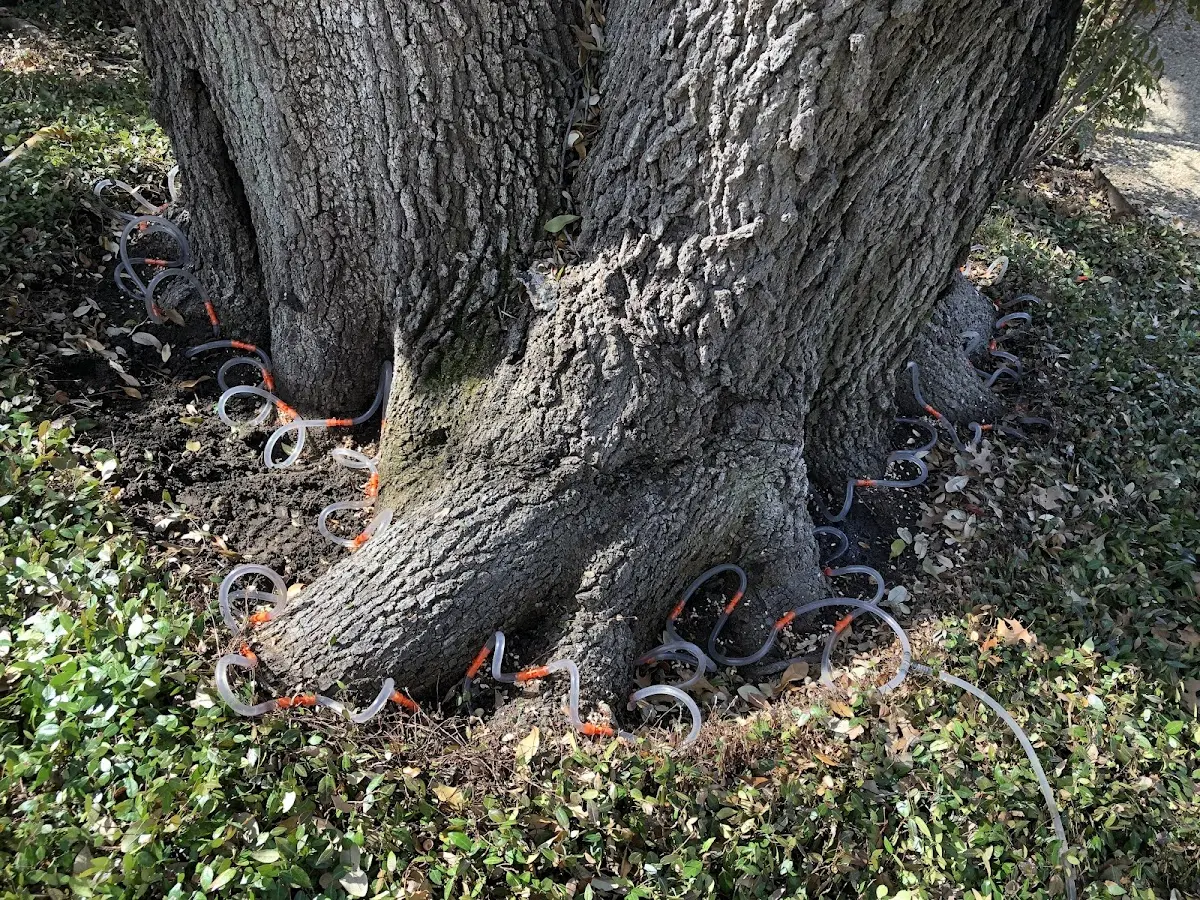 Detailed Tree Cabling and Bracing job site in Ferney