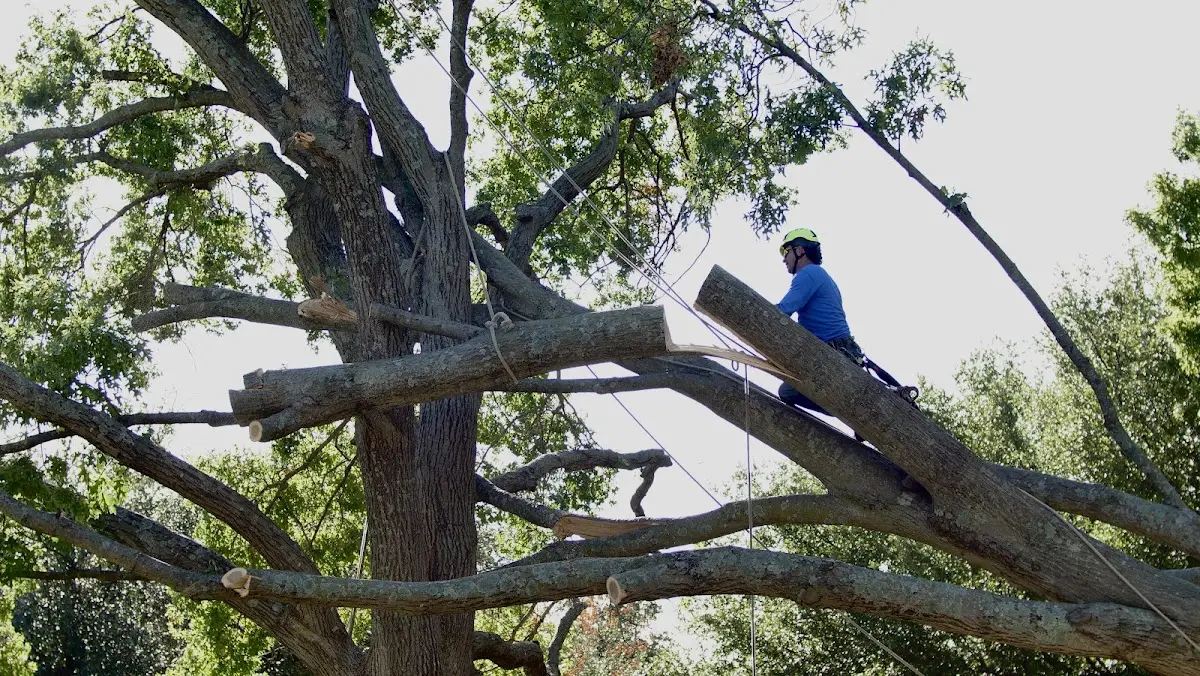 Professional Hazardous Tree Removal performed by certified arborists in Ferney
